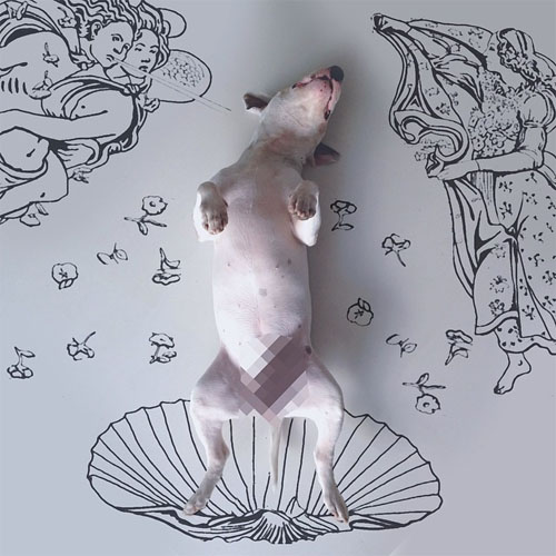 bull terrier illustrations