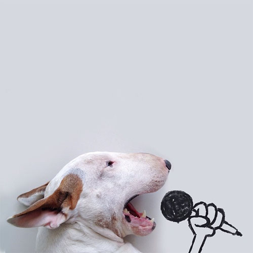 bull terrier illustrations