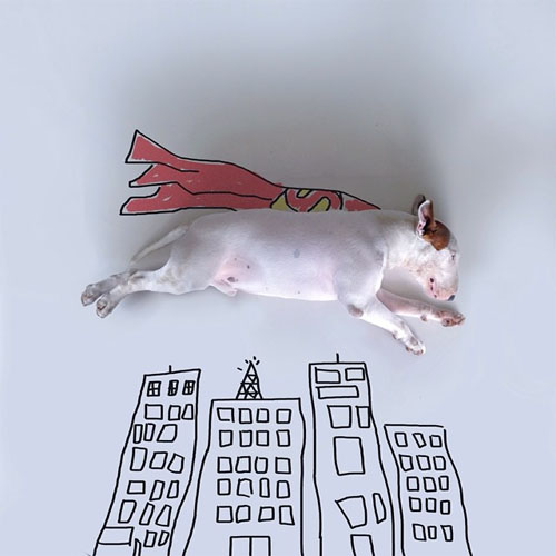 bull terrier illustrations