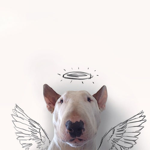 bull terrier illustrations