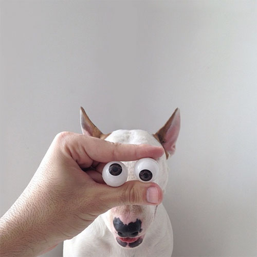 bull terrier illustrations