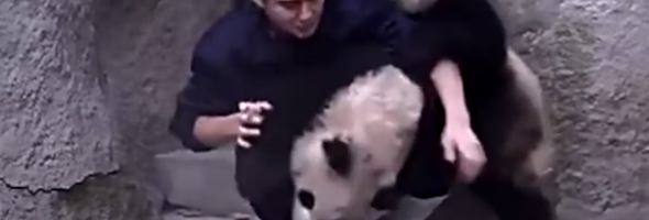 clingy pandas