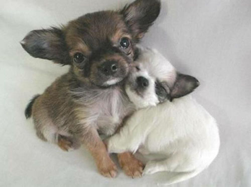 tiny puppies