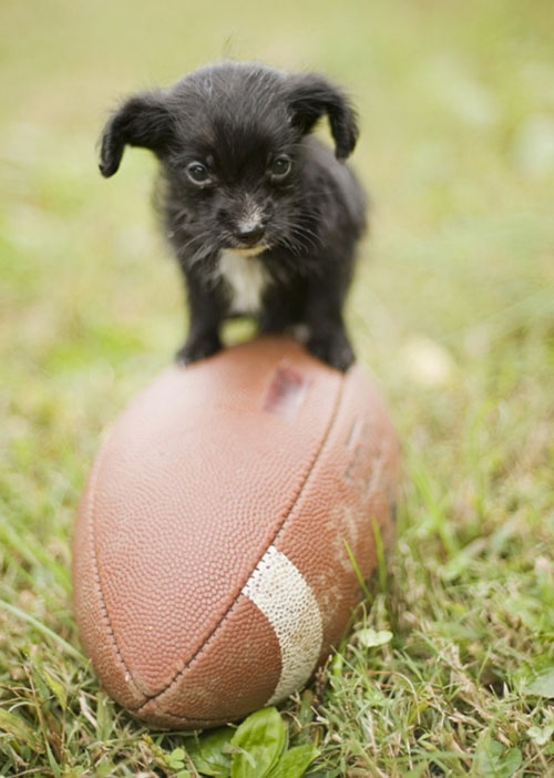 tiny puppies