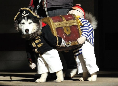 funny pet costumes