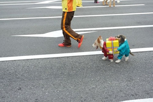 funny pet costumes