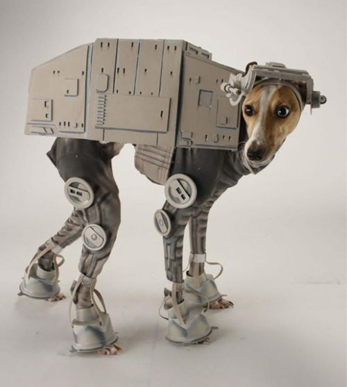 funny pet costumes