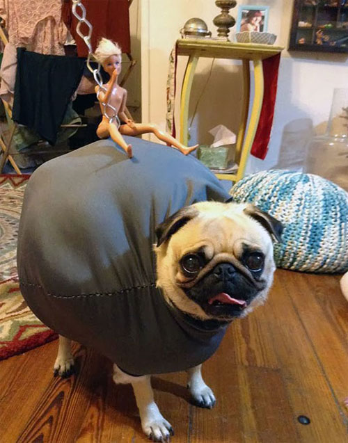 funny pet costumes