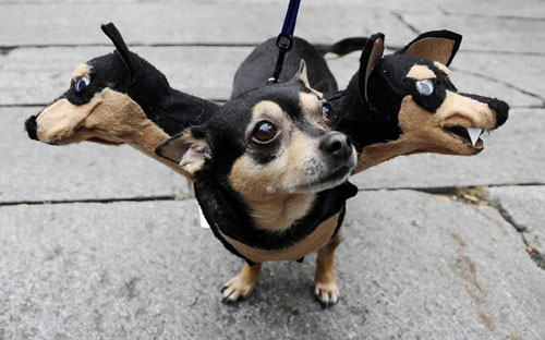 funny pet costumes