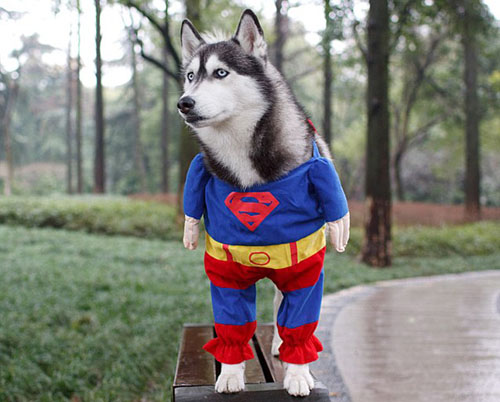 funny pet costumes