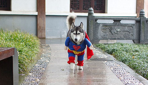 funny pet costumes