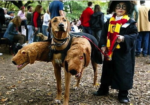 funny pet costumes