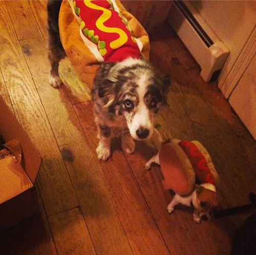 funny pet costumes