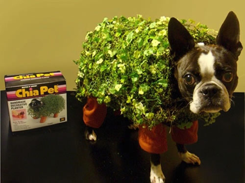 funny pet costumes