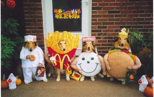 funny pet costumes