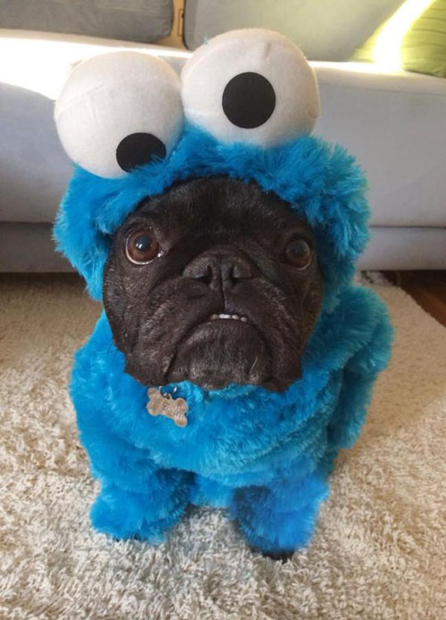 pet costume