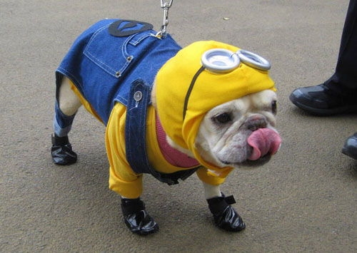 pet costume