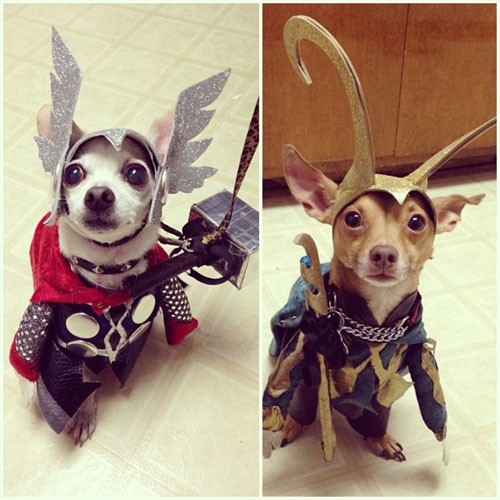 pet costume