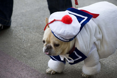 pet costume