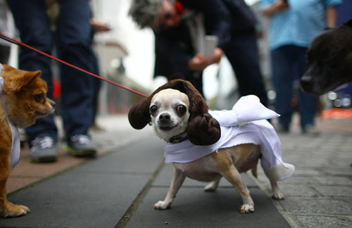 pet costume