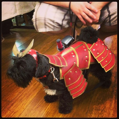 pet costume