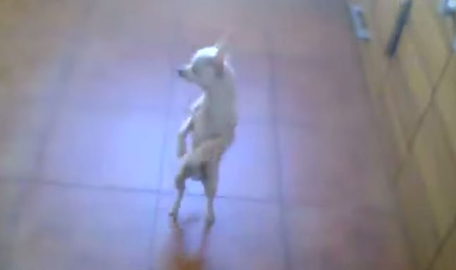 dancing chihuahua flamenco