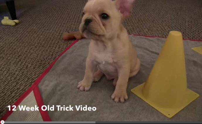 french bulldog tricks