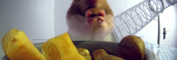 hamster eating