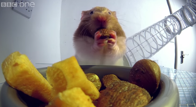 hamster eating